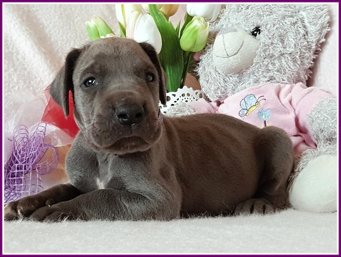 Litter Q - 3 weeks